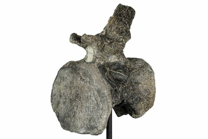 Sauropod (Barosaurus?) Caudal Vertebra w/ Metal Stand - Wyoming #356889